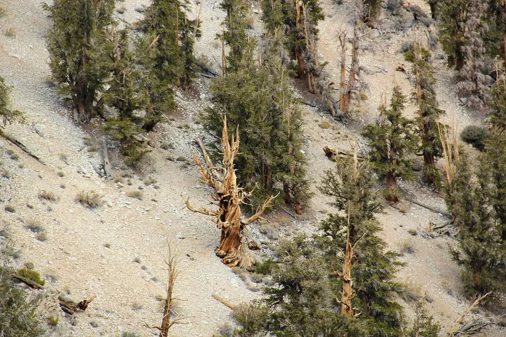 5. A Bristlecone Pine Was Once Accidentally Cut Down Before Scientists Realized How Old It Was (daveynin, Flickr, CC BY 2.0)