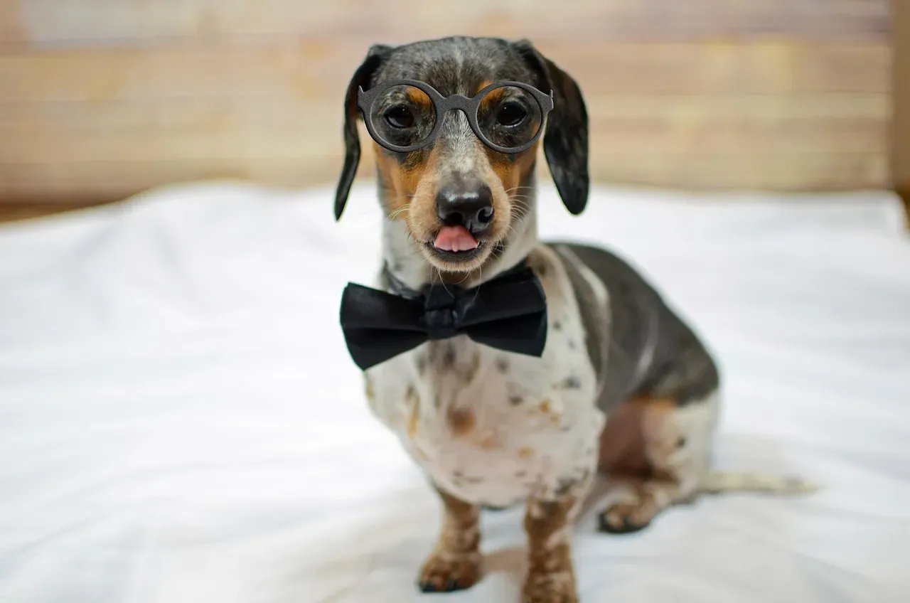 Dapple Merle Dachshund: The Double Pattern Marvel (Image Credits: Pixabay)