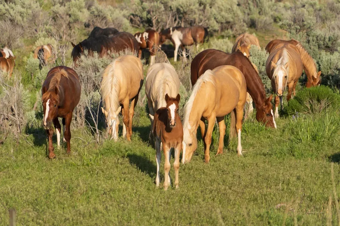 8. The Slaughter of Mustangs in the 20th Century Was Shocking (Image Credits: Unsplash)