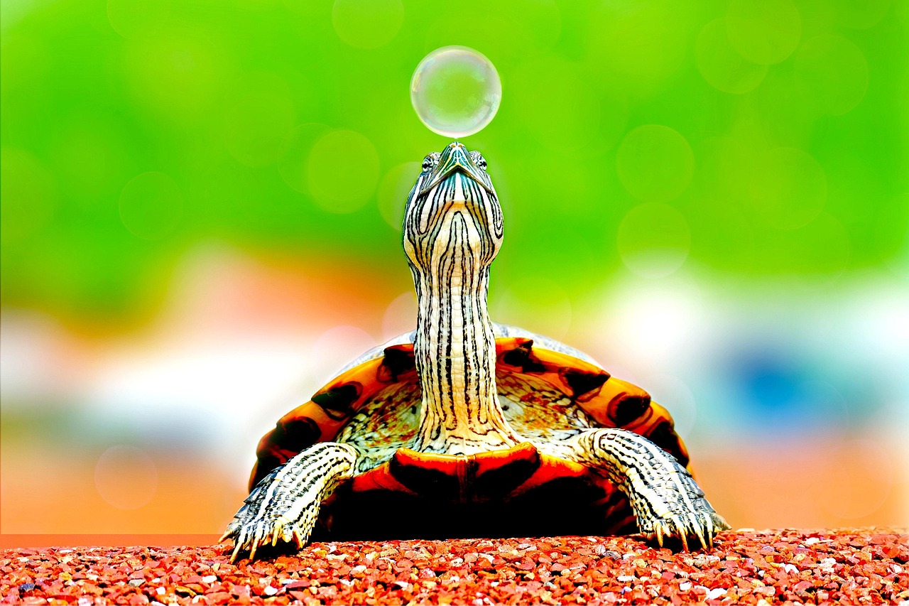 Healing Medicine and Sacred Wisdom (Image Credits: Pixabay)