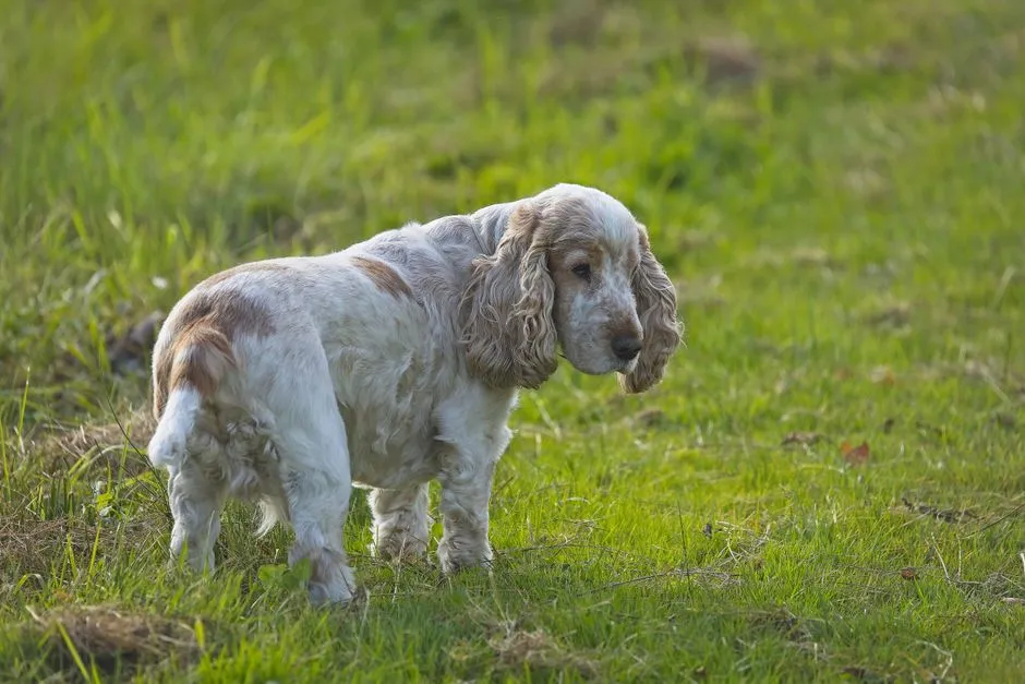 #32 - Clumber Spaniel: The Hidden Introvert of the Dog World (Settles Extremely Fast) (Image Credits: Pexels)