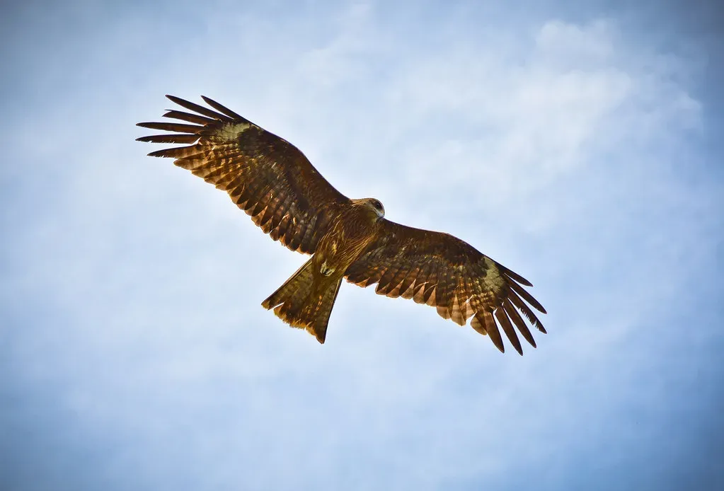 Aries: The Hawk Rises Above the Chaos (Image Credits: Flickr)