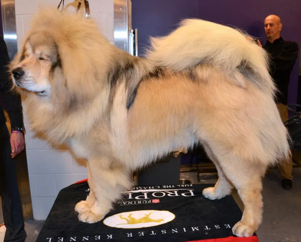 Tibetan Mastiff: Guardian of the Himalayas (Image Credits: Wikimedia)