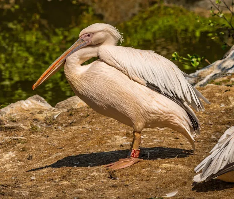 6. Their Feet Are Unlike Most Other Birds (Image Credits: Pexels)