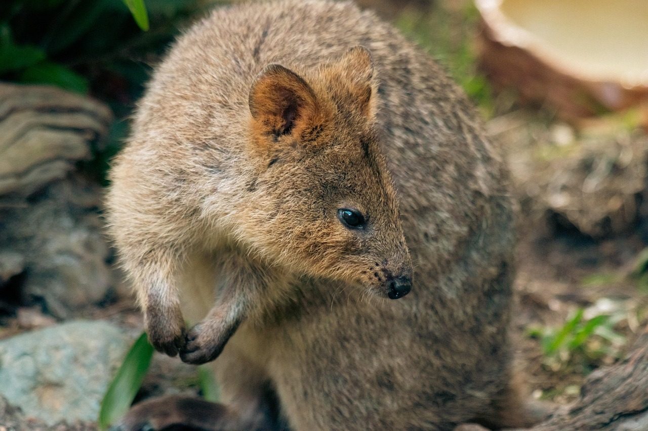 The Quokka: The World's Happiest Animal (Image Credits: Pixabay)