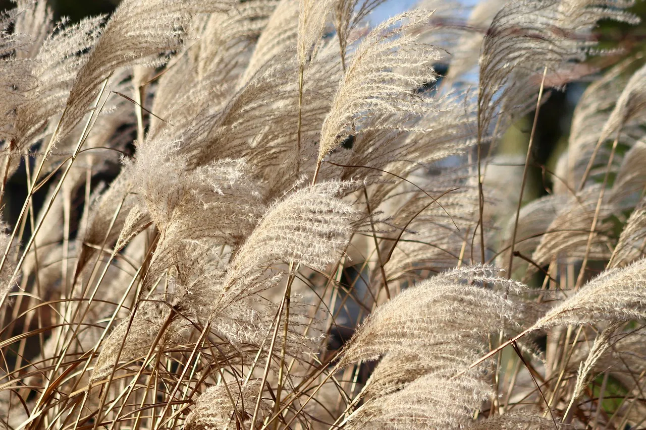 #4 - Ornamental Grasses (Image Credits: Pixabay)