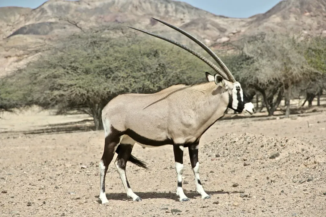 The Unicorn Is Actually an Oryx in Disguise (Image Credits: Unsplash)