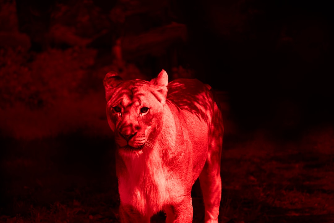 Why Your Feared Animal Keeps Showing Up (Image Credits: Unsplash)