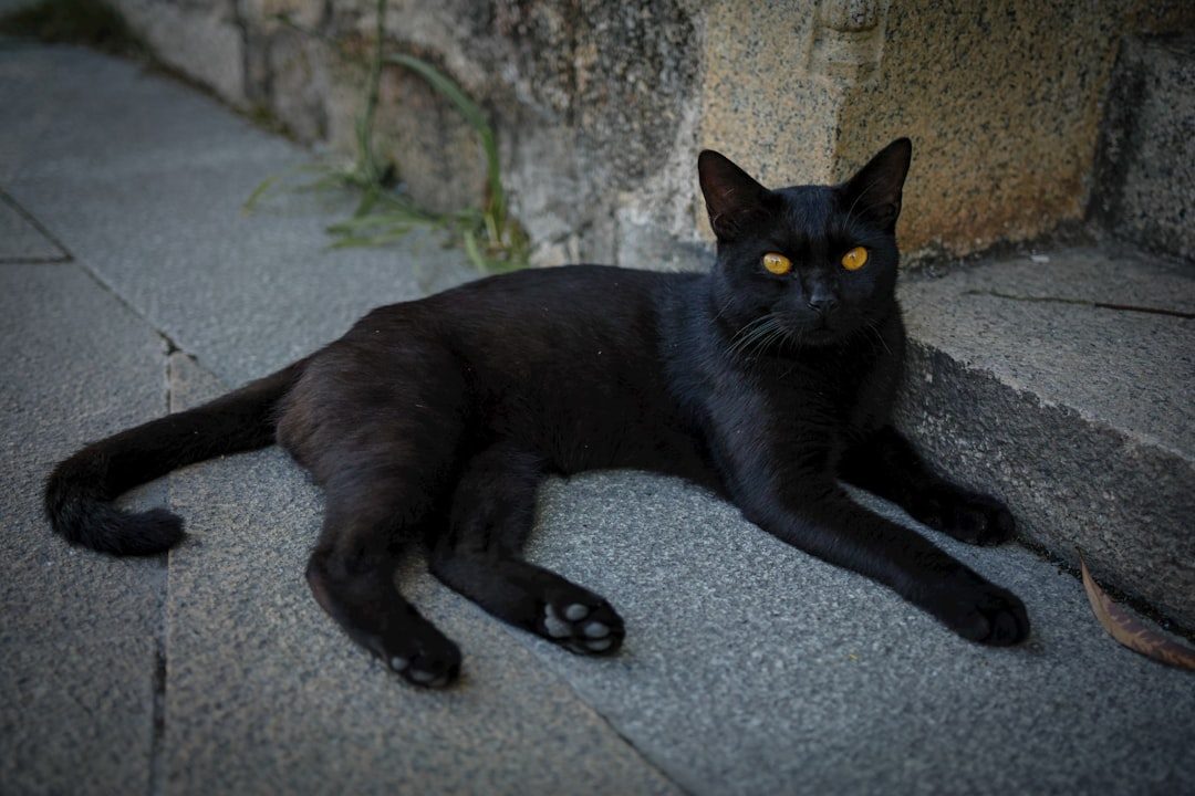 October: The Mysterious Black Cat (Image Credits: Unsplash)