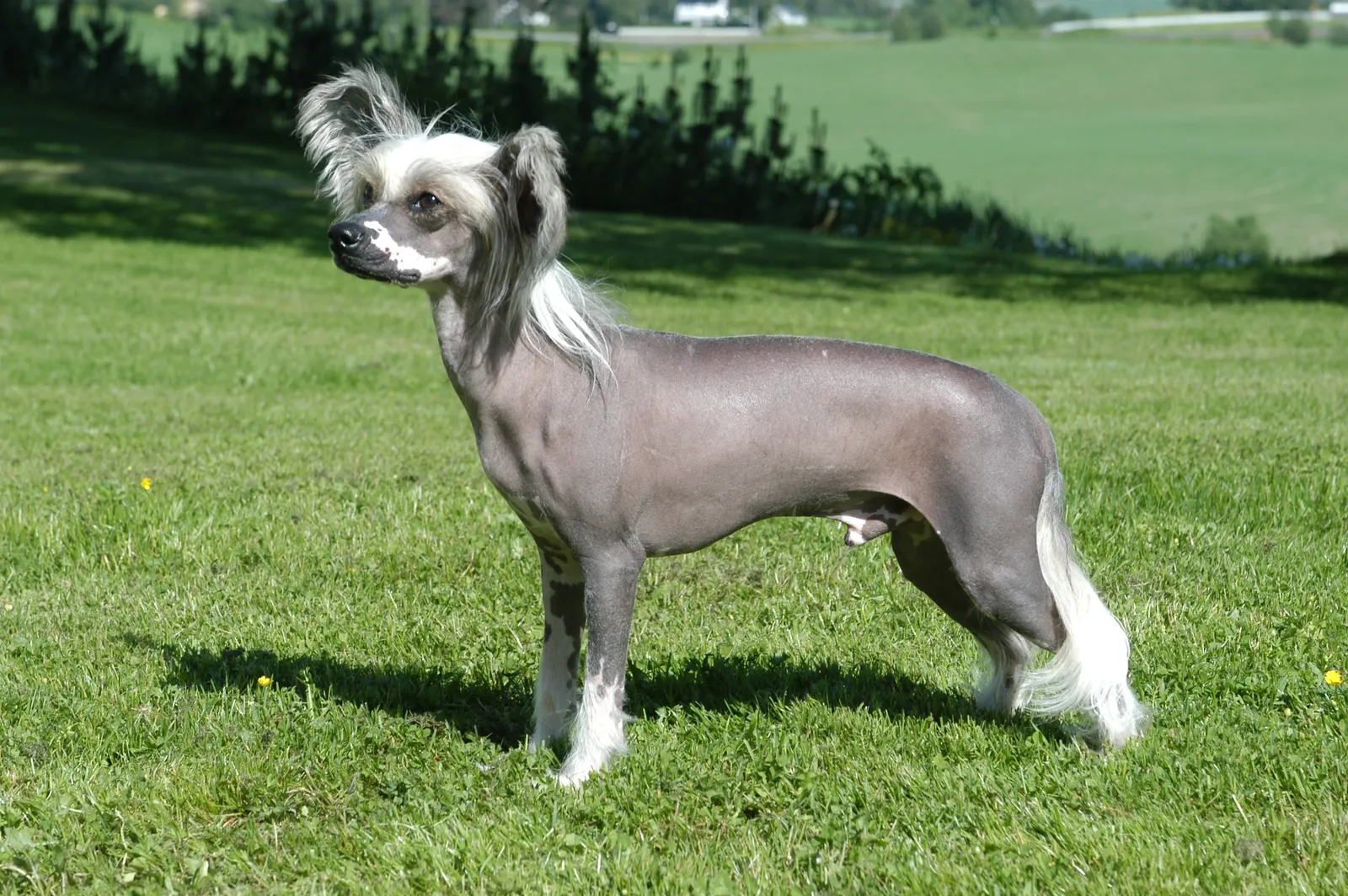 #3 - Chinese Crested: Social, Yes - But Not Built for Rough, Loud Homes (By Tommy Gildseth, CC BY 3.0)