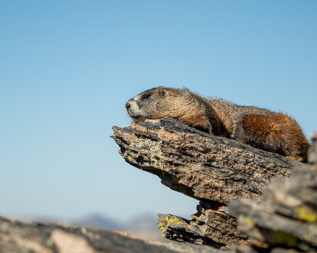 The Industrious Beaver (April 20 - May 20) (Image Credits: Unsplash)