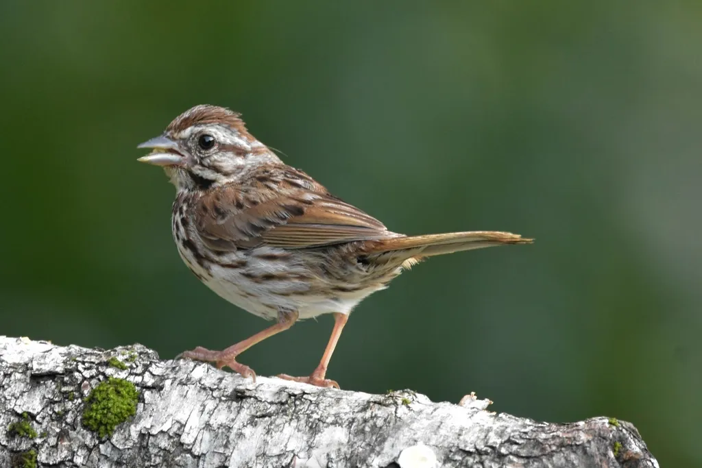 #30 - Song Sparrow: Not as Guaranteed as It Used to Be (Image Credits: Rawpixel)