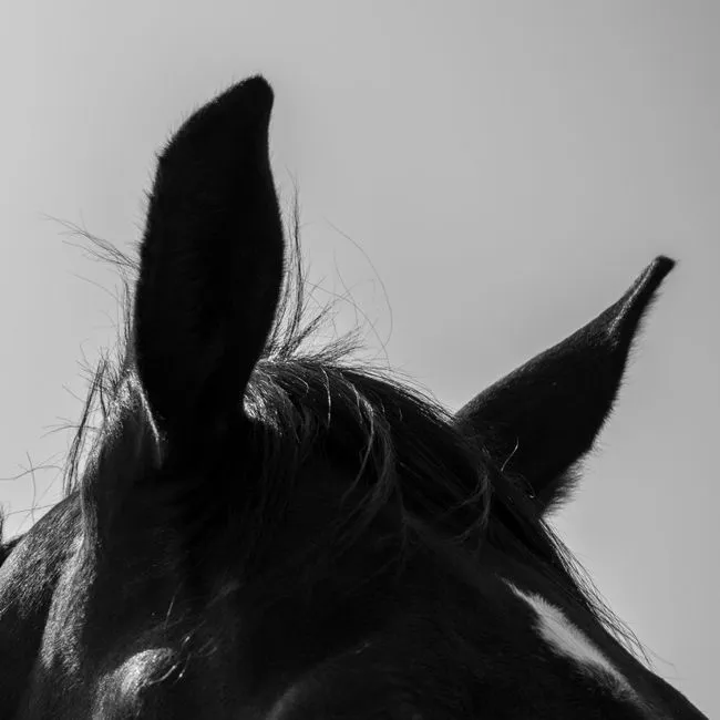 #4 - Ears That Keep Coming Back to You (Image Credits: Pexels)