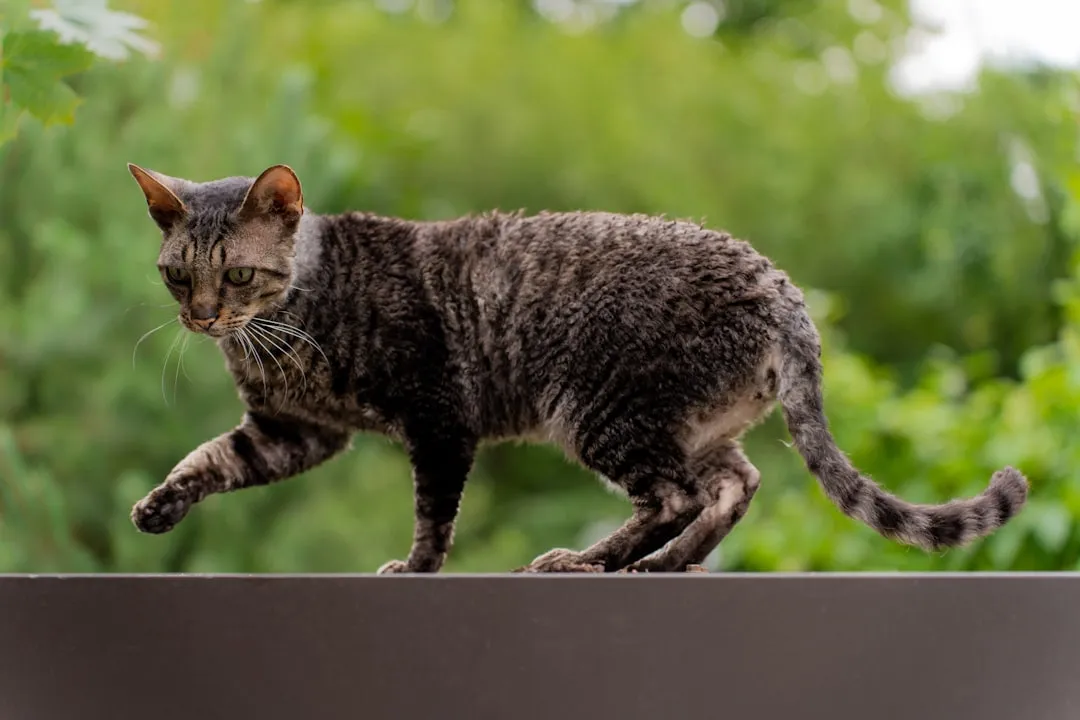 #11 &ndash; Cornish Rex: Velvet Skin, Razor-Sharp Preferences (Image Credits: Unsplash)