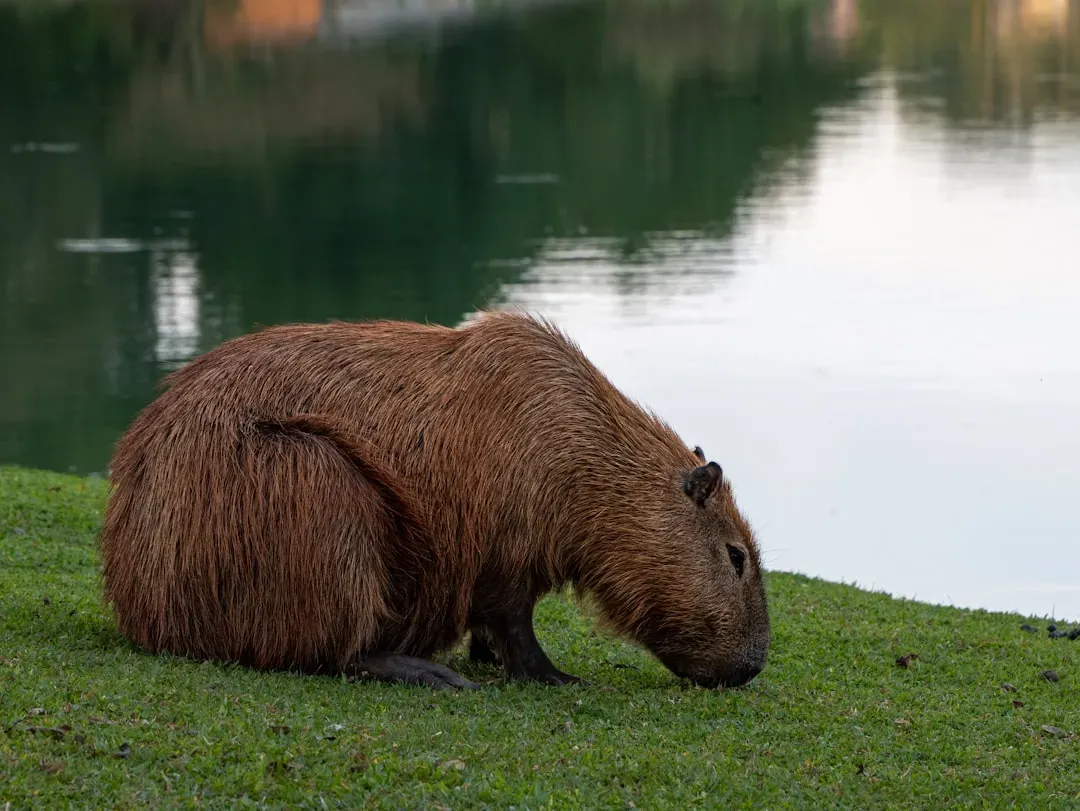 Michigan: Upper Peninsula Beaver Country (Image Credits: Unsplash)