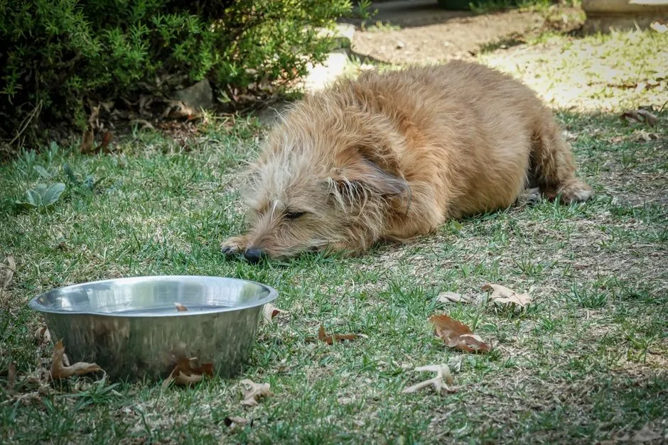 4 - Buddy's Empty Bowl Wait (Image Credits: Pexels)