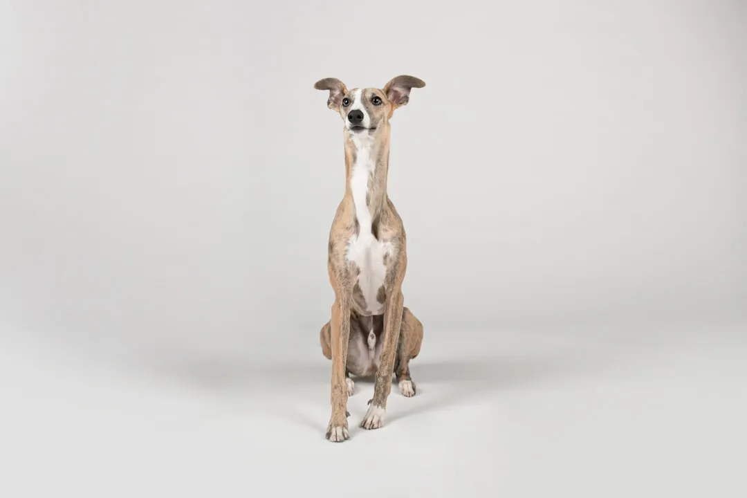 #24 - Greyhound: Gentle Giants Who Shut Down Under Chaos (Image Credits: Unsplash)