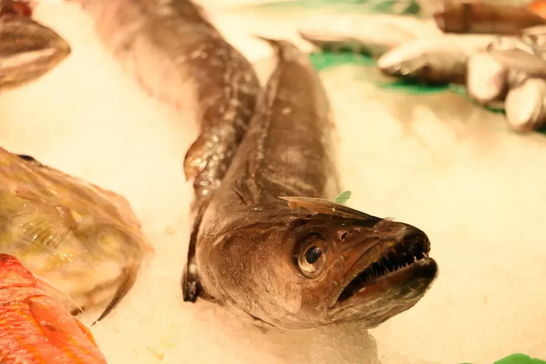 7. The Hagfish Slime Trap: Suffocating the Attacker (Image Credits: Unsplash)
