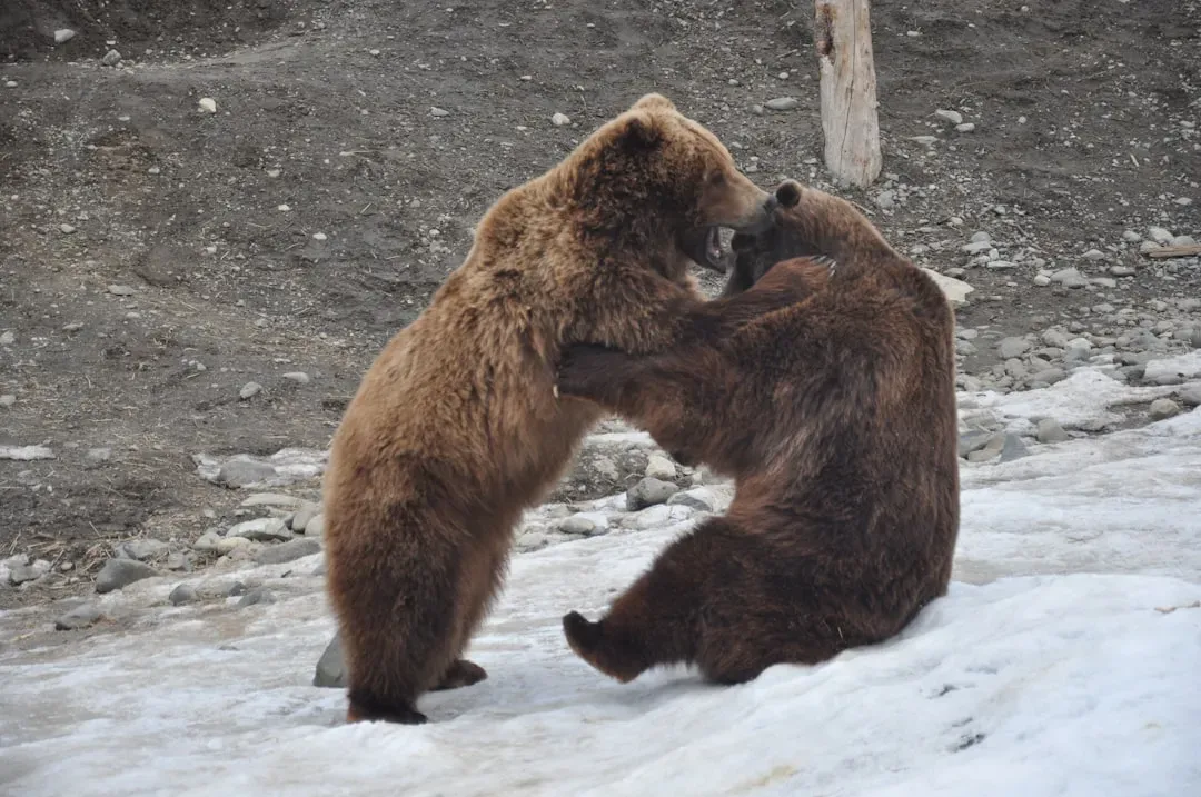 Why Grizzlies Attack and What That Means for You (Image Credits: Unsplash)