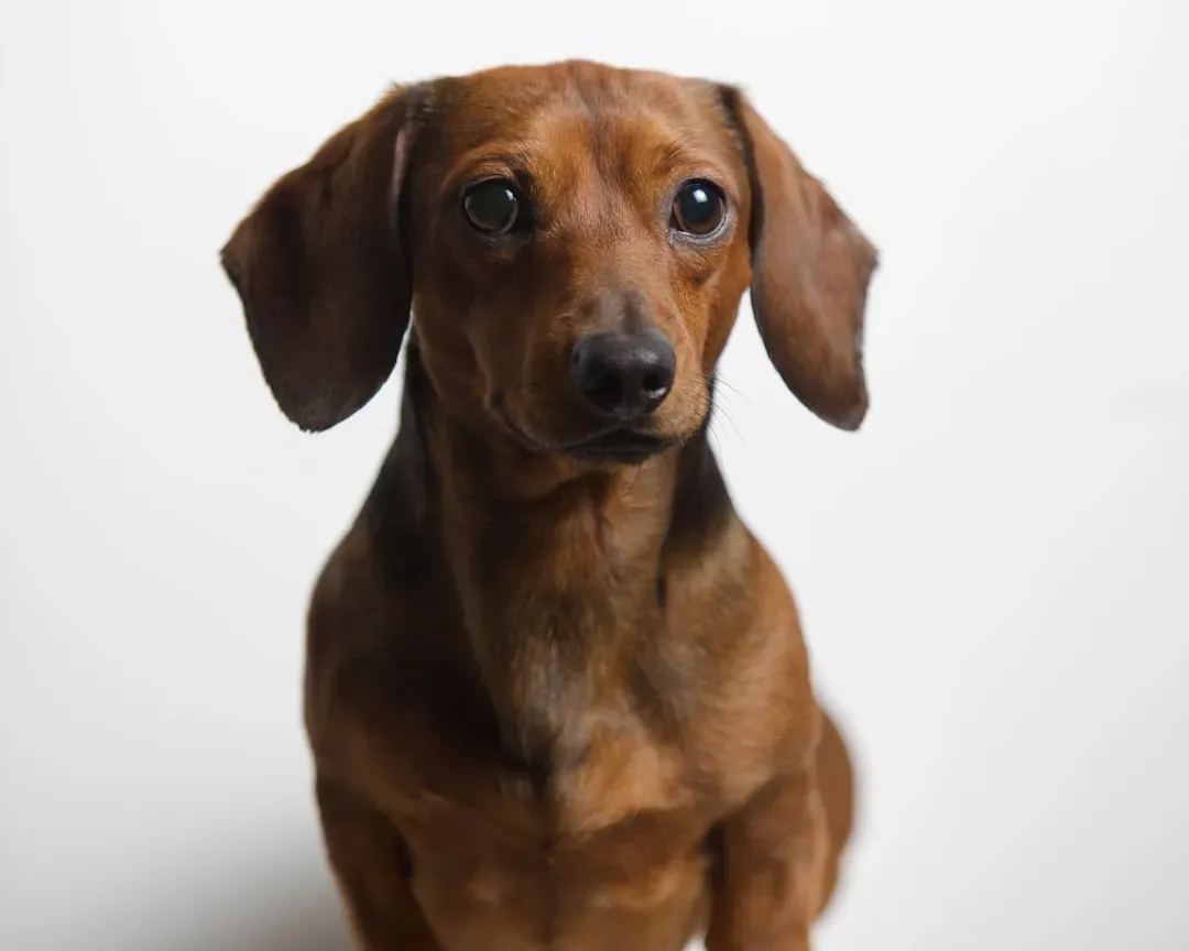 #4 Dachshund (Image Credits: Unsplash)
