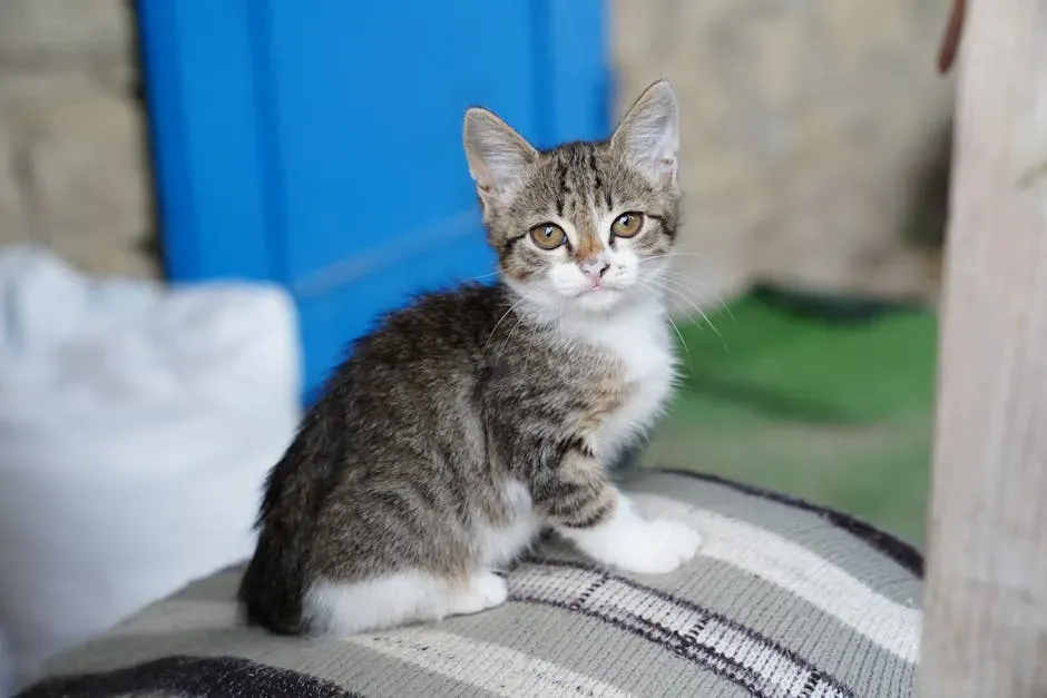 Finding the Right Tiny Cat for Your Life (Image Credits: Pexels)
