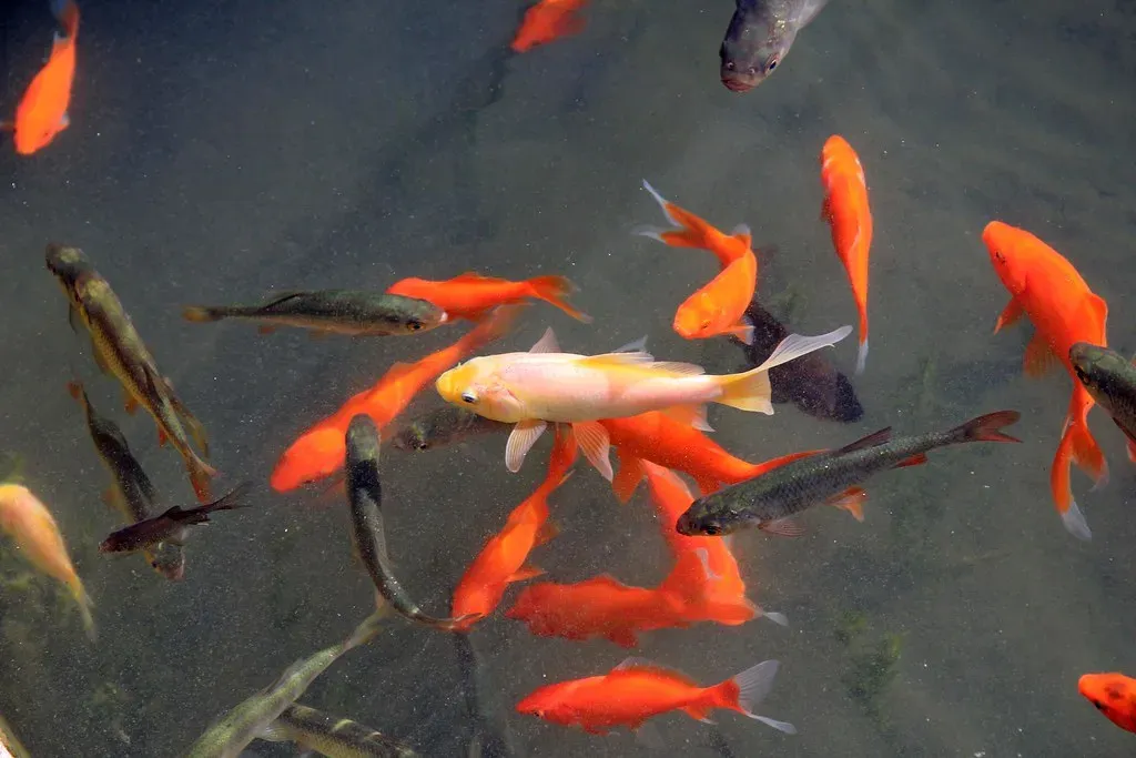 7. Goldfish Were Once Reserved for Royalty (Image Credits: Flickr)