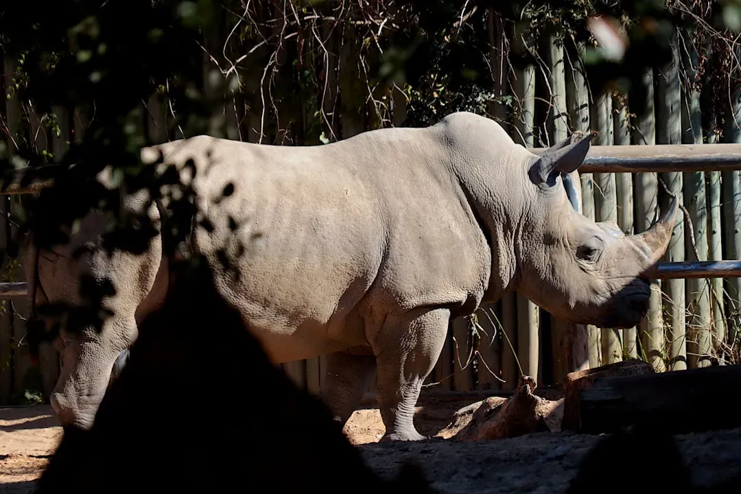 White Rhino Communal Dung Message Boards (Image Credits: Unsplash)