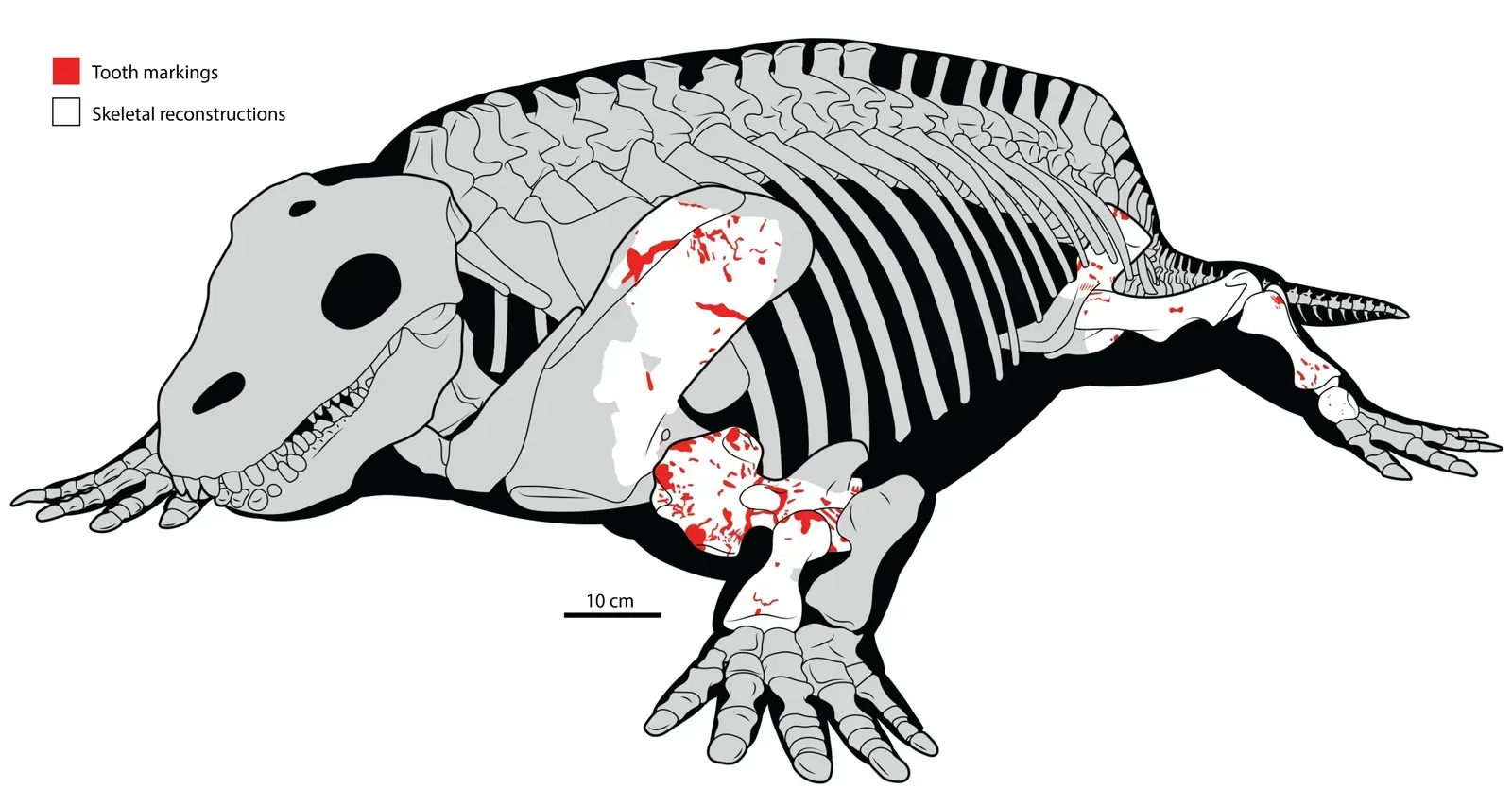 Digging Through Deep Time: A Massive Data Set of Ancient Food Webs (Image Credits: Redrawn and modified from AMNH 4684 mounted skeleton from the American Museum of Natural History by Jordan M. Young)