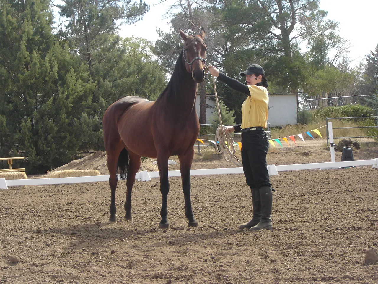 #7 - They Mirror Your Micro-Movements (originally posted to Flickr as Saddlebred horse demonstration, CC BY 2.0)