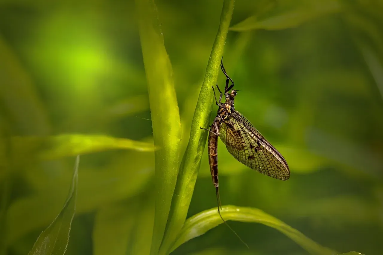 The Insects That Measure Life in Hours (Image Credits: Pixabay)