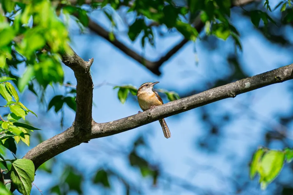 6. Adaptable Habitat Preferences (Image Credits: Pexels)