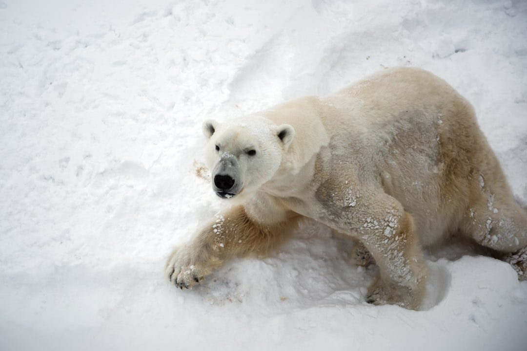 The Sacred White Spirit Bears (Image Credits: Unsplash)