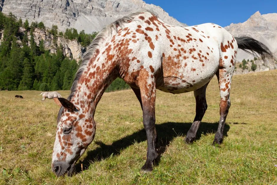 Gemini: The Appaloosa (Image Credits: Pexels)