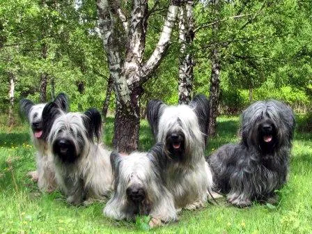 #4 - Skye Terrier (Russian Wikipedia, CC BY-SA 3.0)