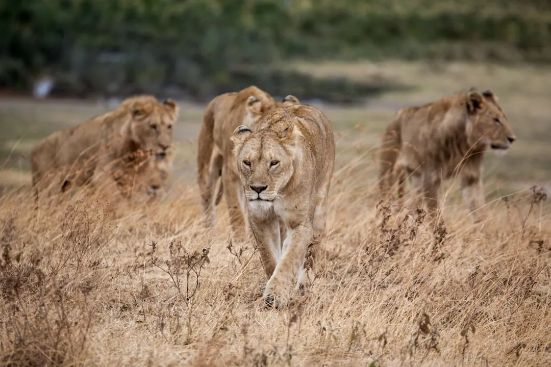 2. Female Lions Are the Primary Hunters (Image Credits: Unsplash)