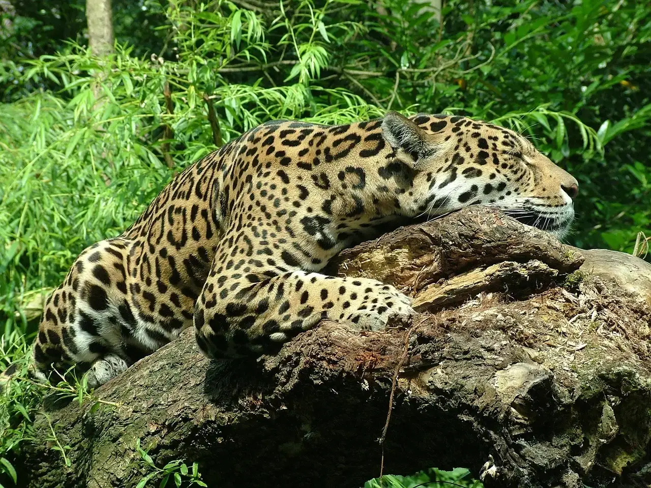 Mesoamerican Civilizations: Jaguars, Serpents, and the Underworld (Image Credits: Pixabay)