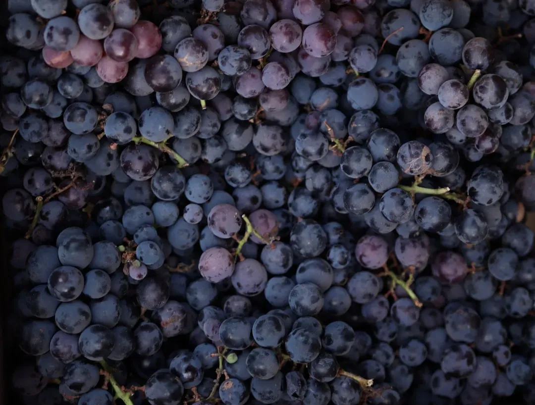 #2. Grapes and Raisins (Image Credits: Unsplash)