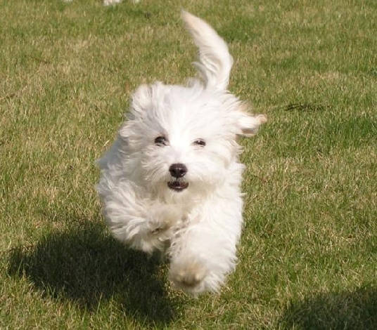 #6 Bichon Frise (Image Credits: Wikimedia)