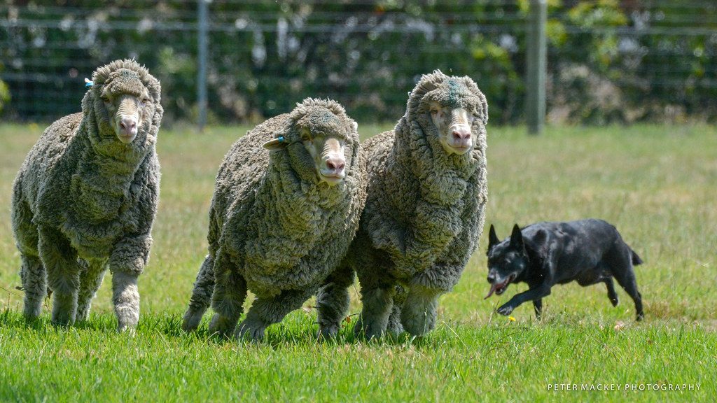 Training and Socialization for Success (Image Credits: Flickr)