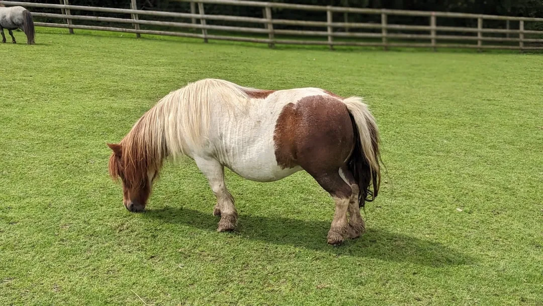 #2 - Section B & C Ponies (Sporty Types): Cheeky, Athletic, and Ruthlessly Honest (Image Credits: Unsplash)