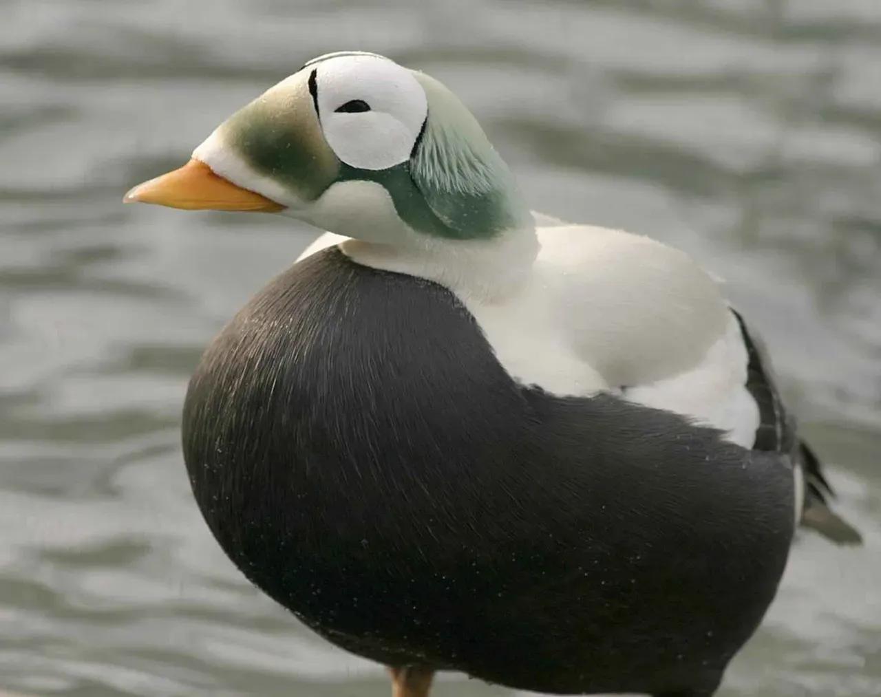 2. Spectacled Eider: The Duck That Wears Goggles (Image Credits: Pixabay)