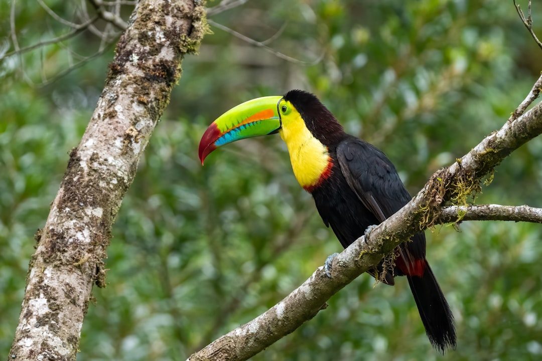 Keel-Billed Toucan (Image Credits: Unsplash)