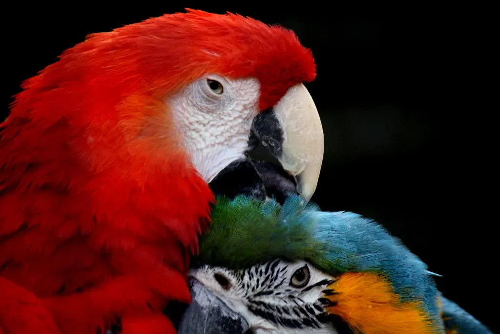 Gemini (May 21 &ndash; June 20): The Parrot (Image Credits: Flickr)