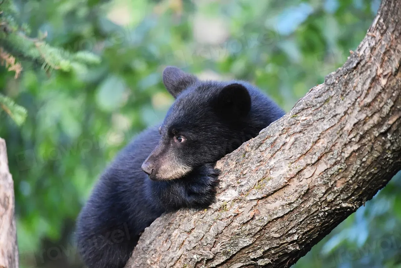 They Play a Quiet but Important Role in Forest Ecosystems (Image Credits: Rawpixel)