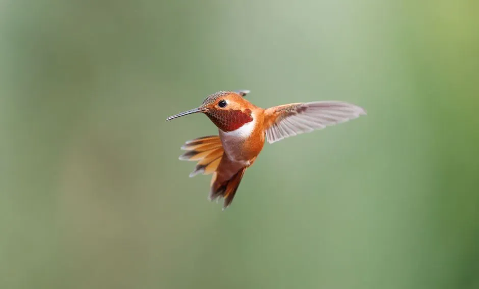 #11 - When a Male Dive-Bombs You, He's Not Angry. He's Performing. (Image Credits: Pexels)