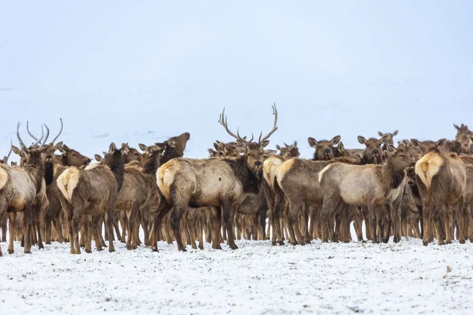 Elk Were Forced to Keep Moving (Image Credits: Pexels)