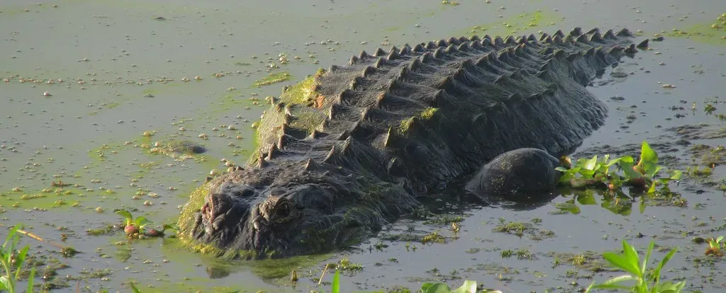 Lake Kissimmee: A Marshy Alligator Paradise (Image Credits: Flickr)