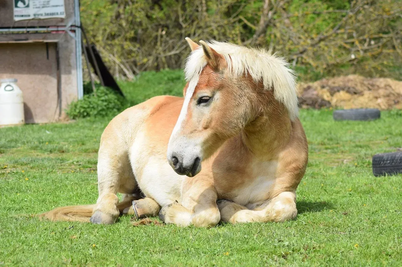 Pisces: The Haflinger (Image Credits: Pixabay)