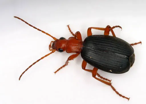 5. The Bombardier Beetle: Firing a Boiling Chemical Cannon (Image Credits: Wikimedia)
