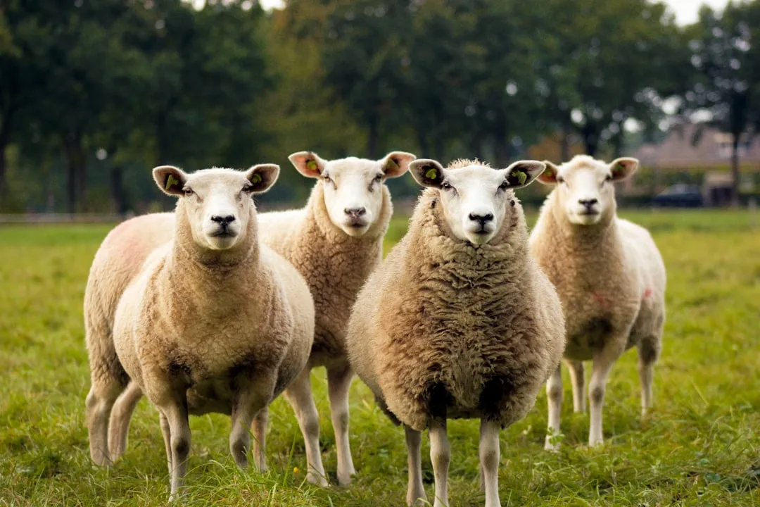 #17 - Sheep That Remember Faces for Years (Image Credits: Unsplash)
